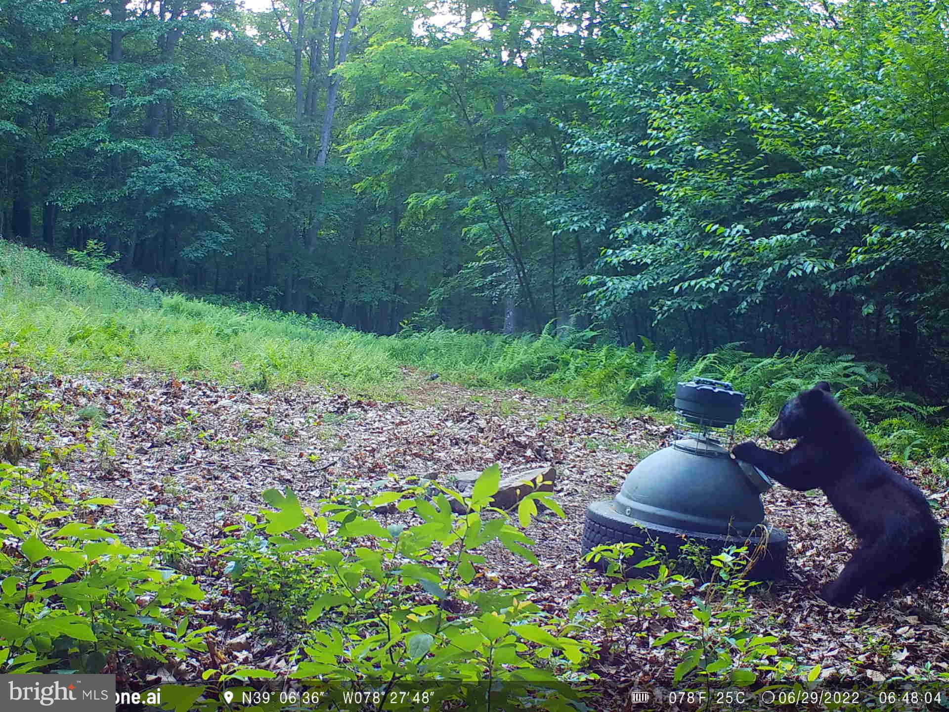 GREAT NORTH MOUNTAIN WILDERNESS - Residential