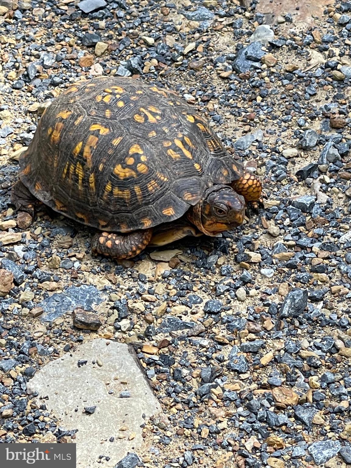 GREAT NORTH MOUNTAIN WILDERNESS - Residential
