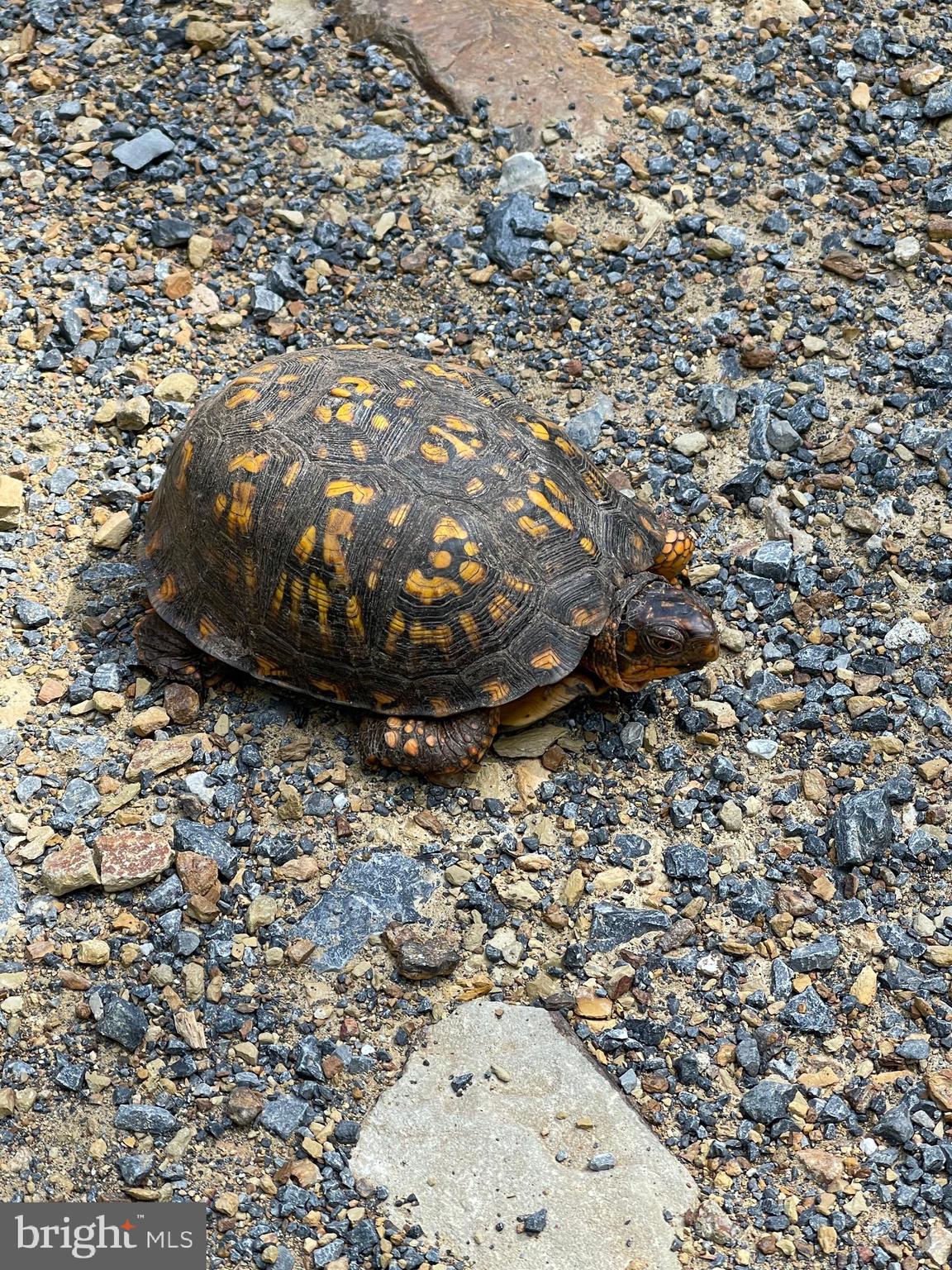 GREAT NORTH MOUNTAIN WILDERNESS - Residential