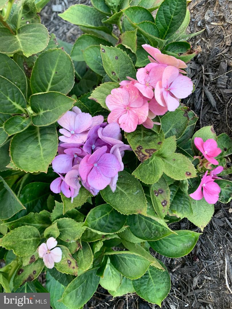 WHISPERING HILLS - Residential