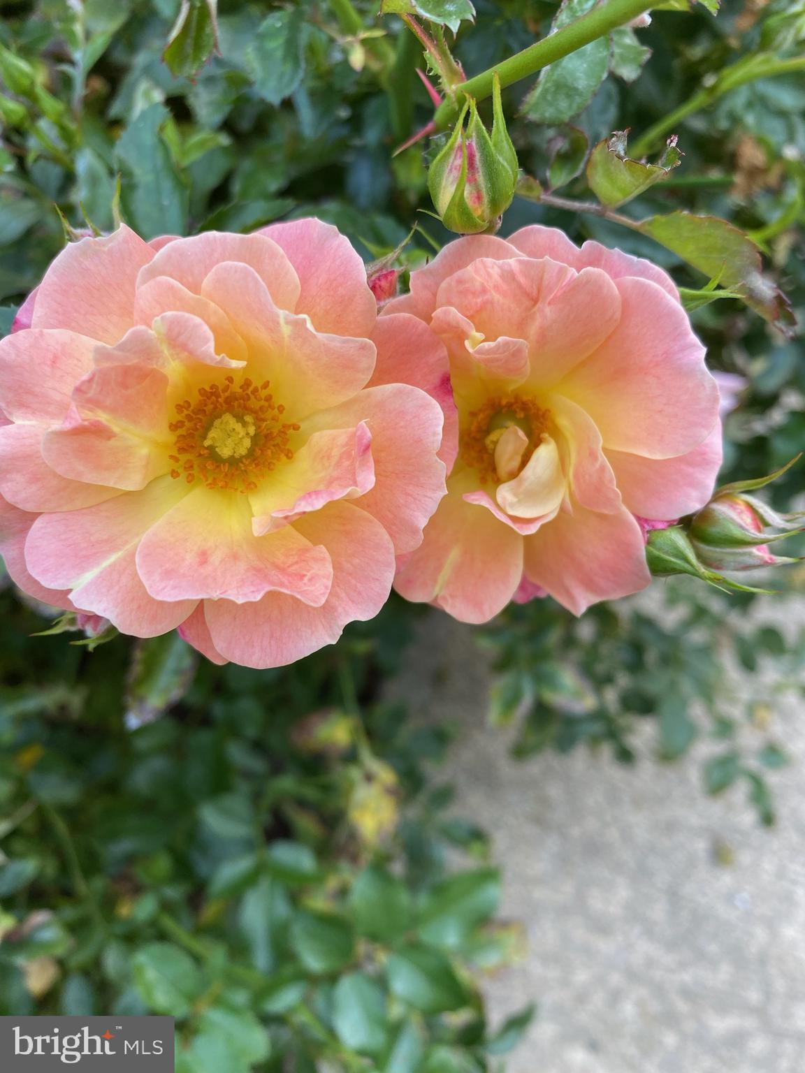 THE DOWNS - Residential