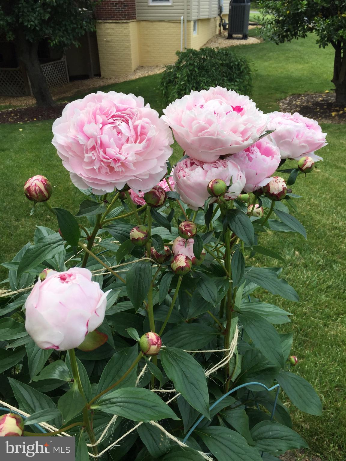 THE DOWNS - Residential