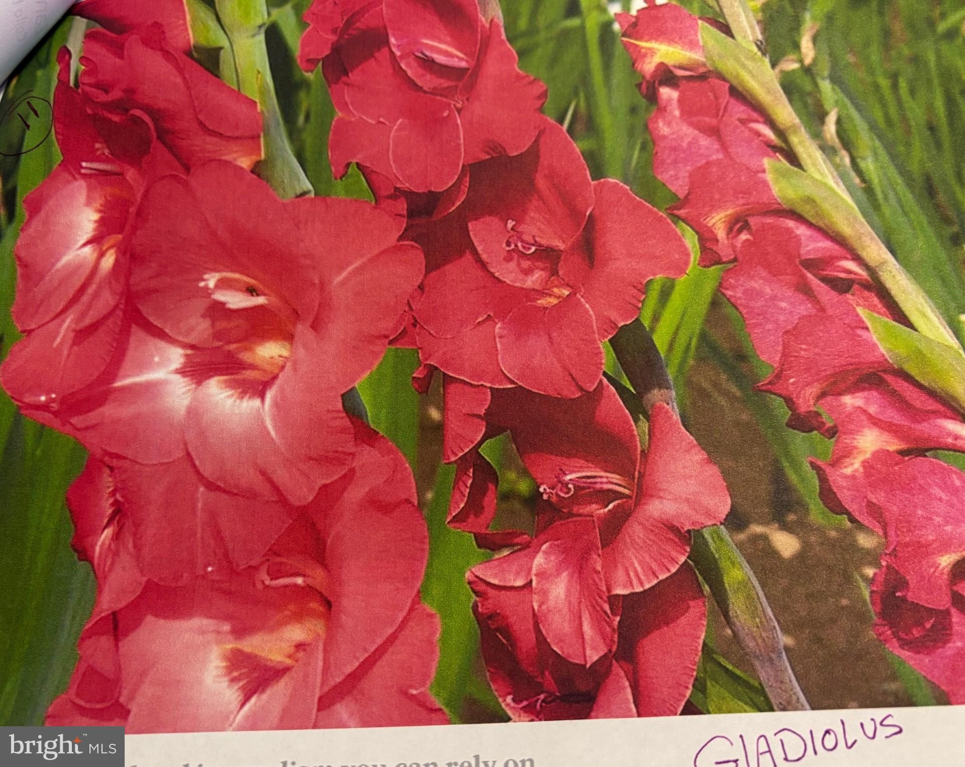 THE LEGENDS - Residential