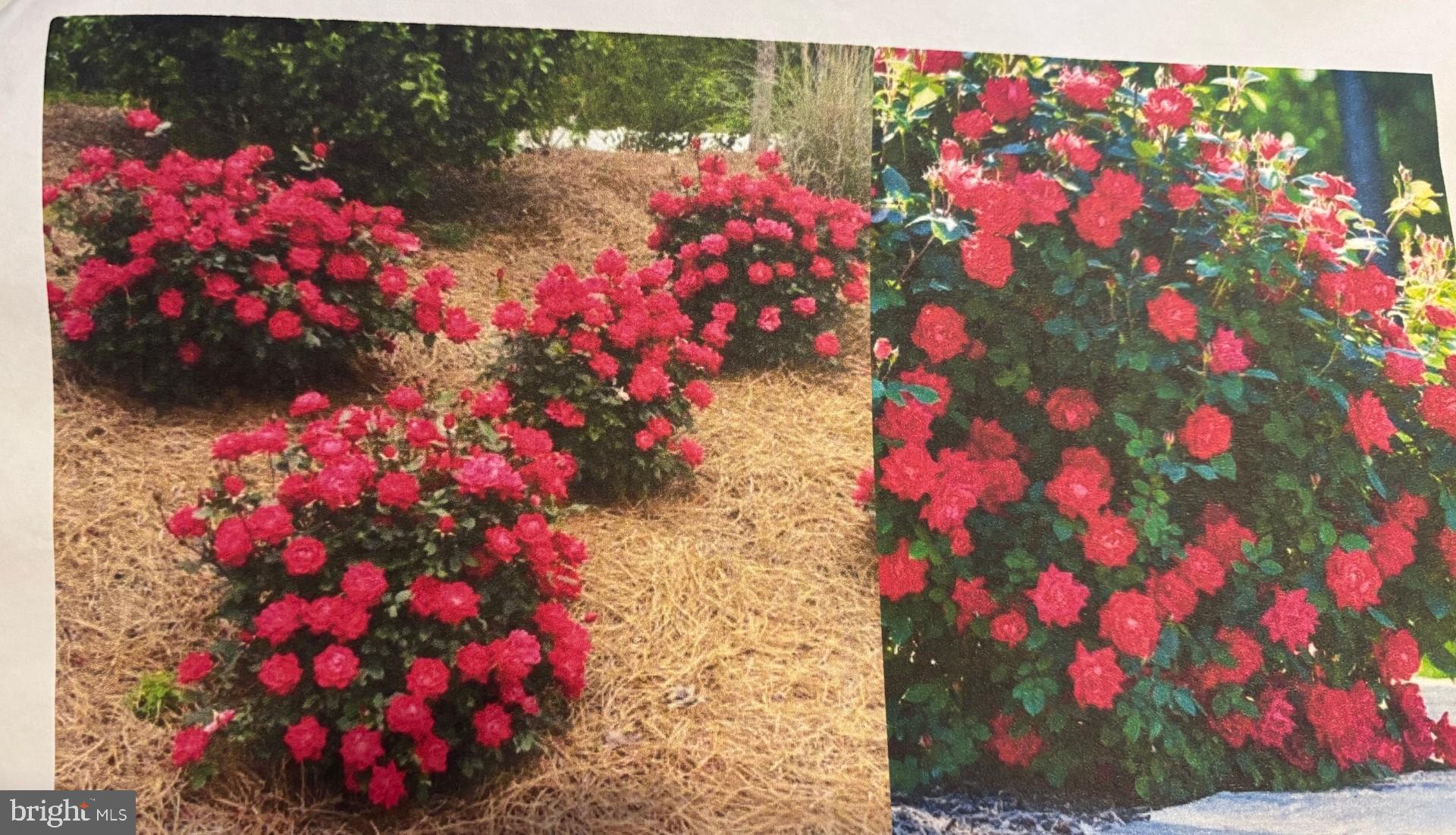 THE LEGENDS - Residential