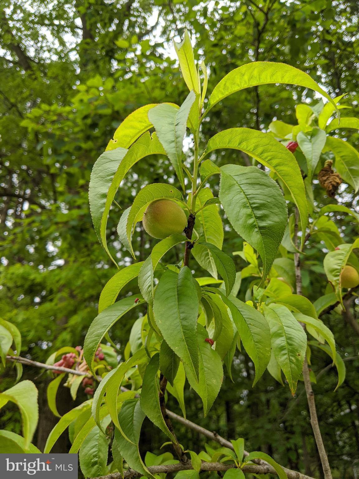 FOXCREST MANOR - Residential