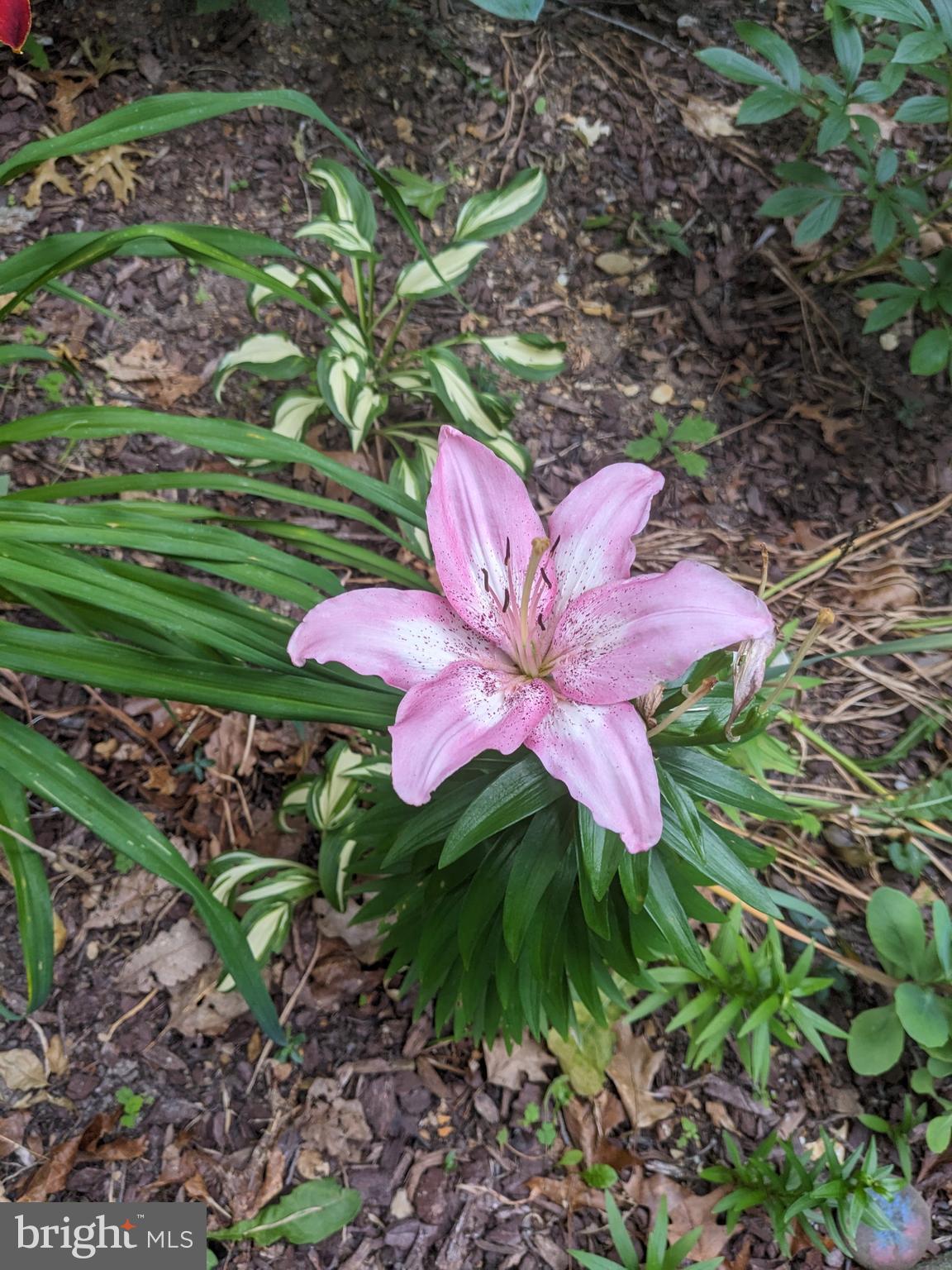 FOXCREST MANOR - Residential