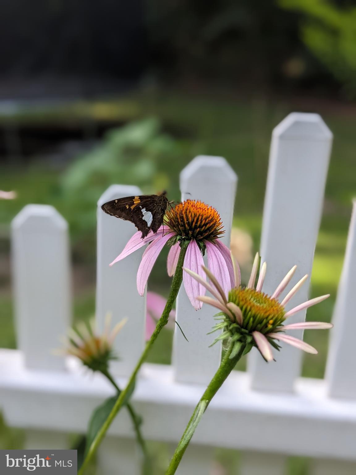 FOXCREST MANOR - Residential