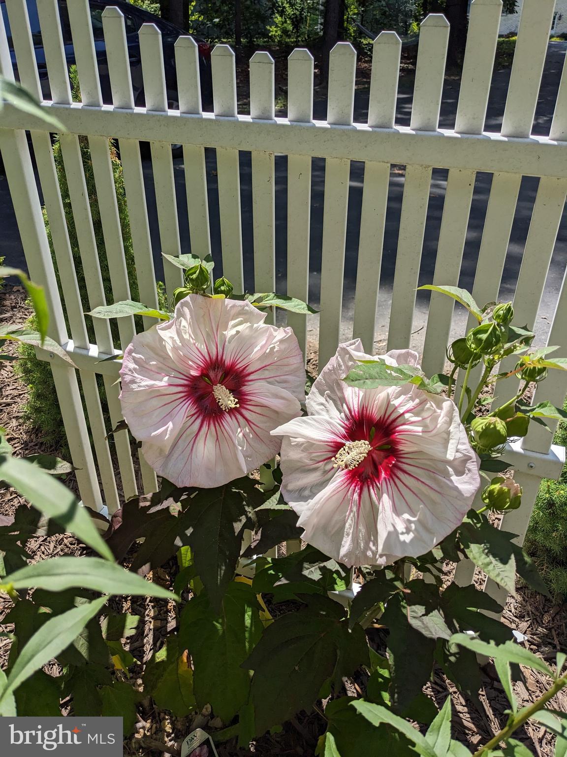 FOXCREST MANOR - Residential