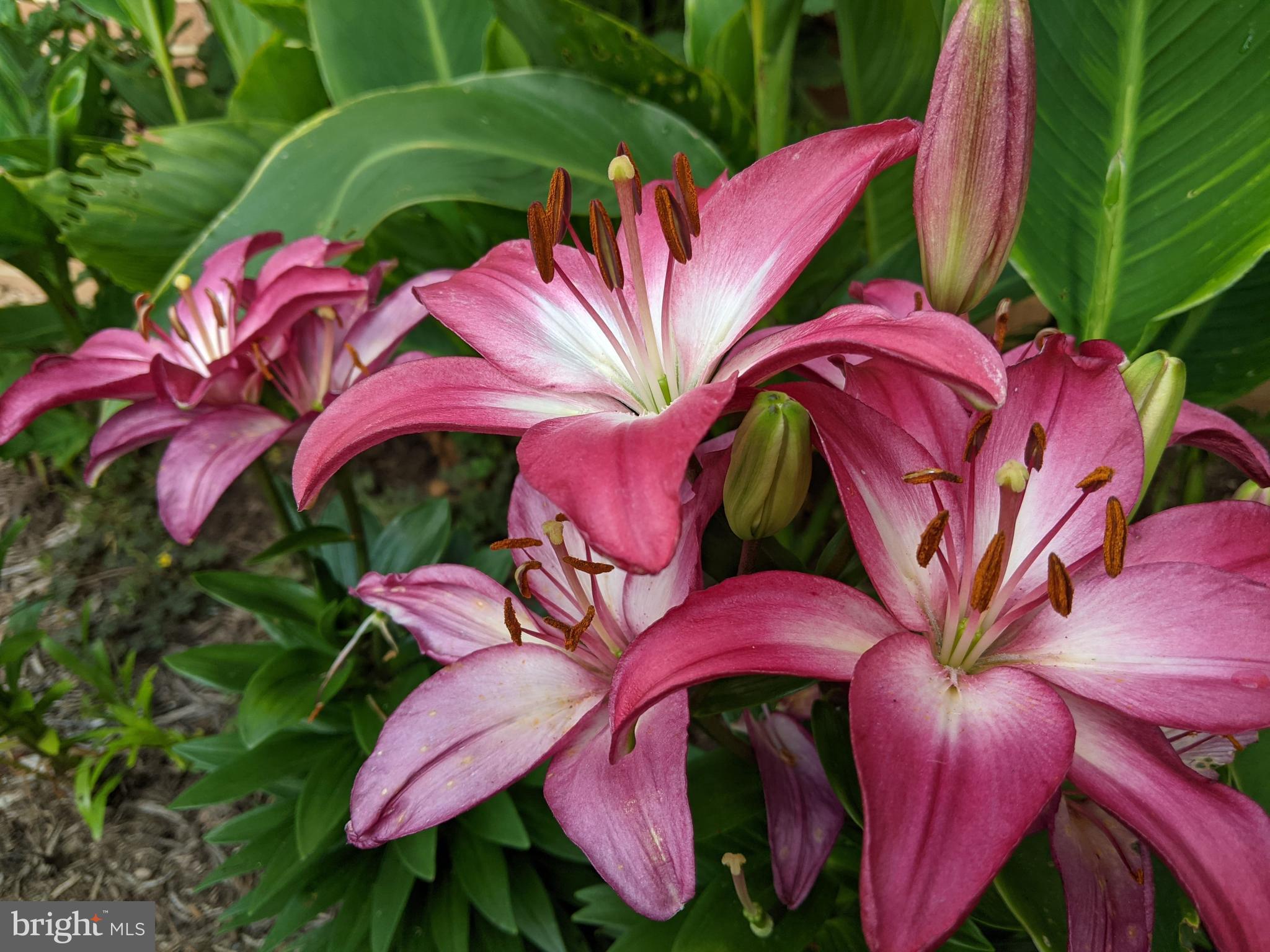 FOXCREST MANOR - Residential