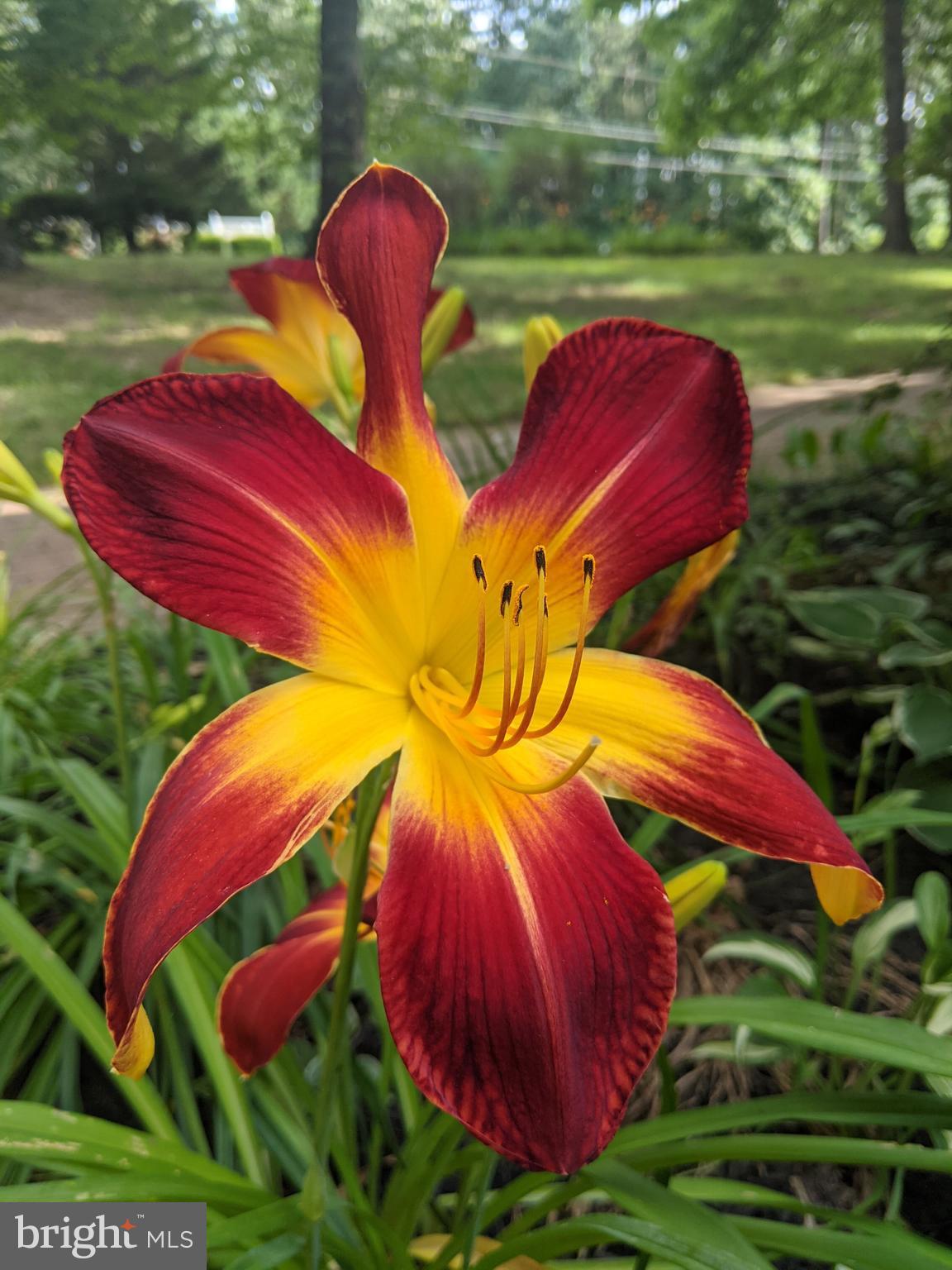 FOXCREST MANOR - Residential