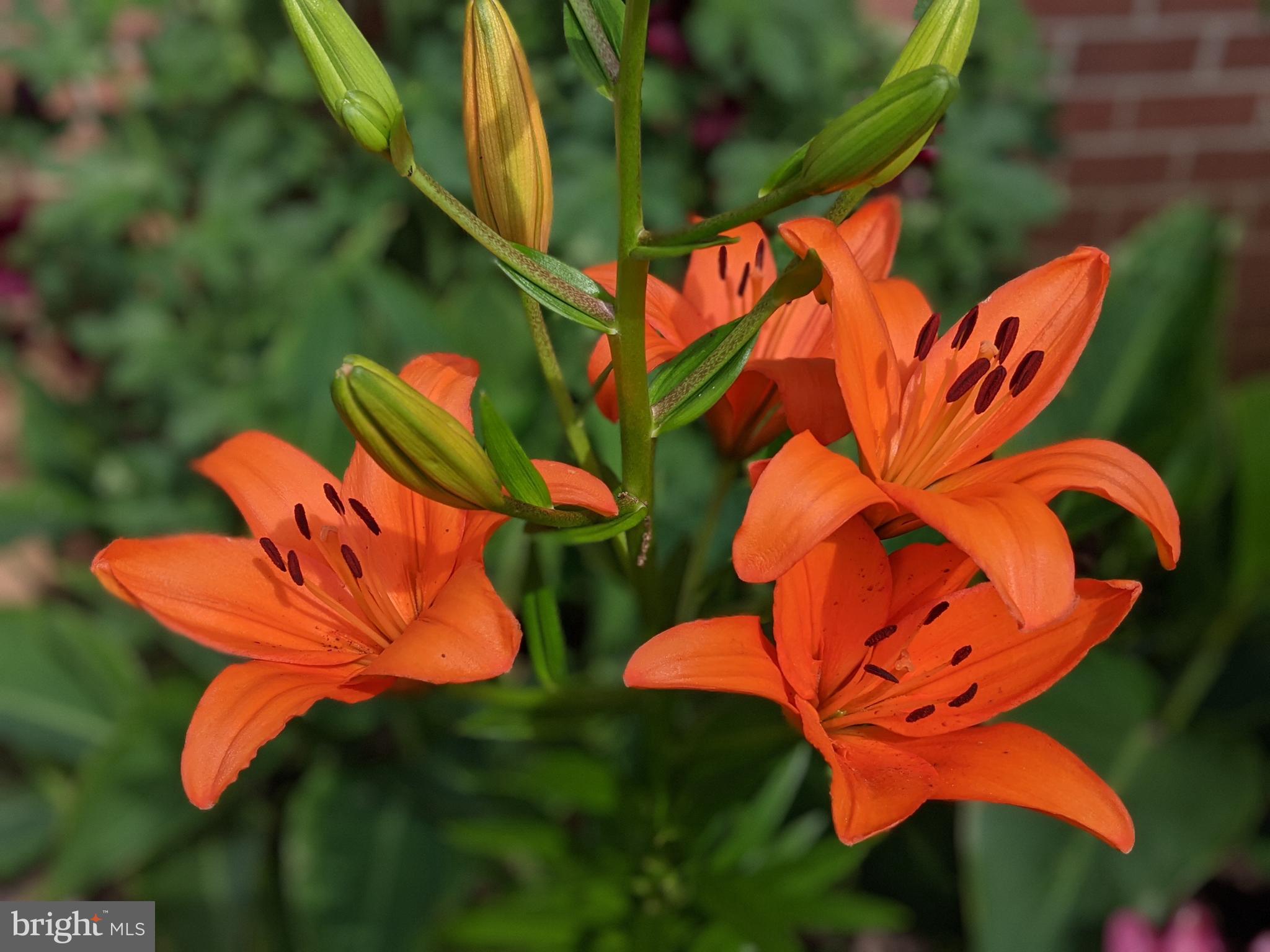 FOXCREST MANOR - Residential