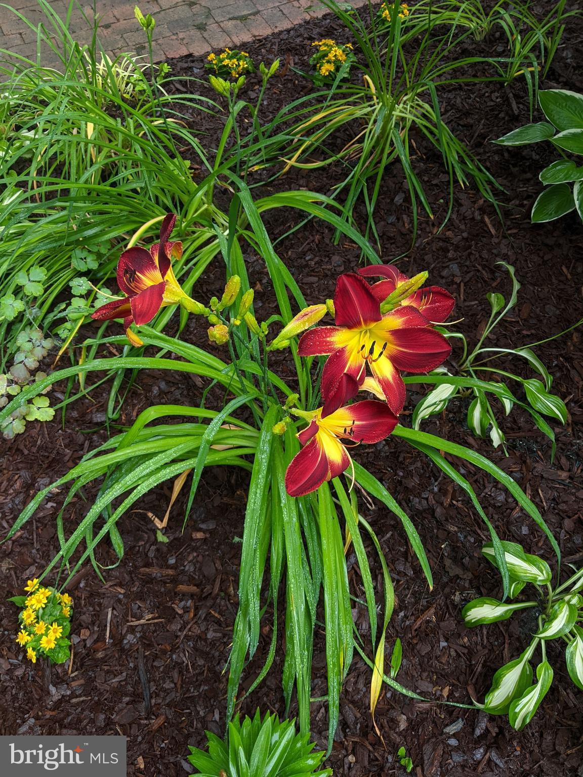 FOXCREST MANOR - Residential