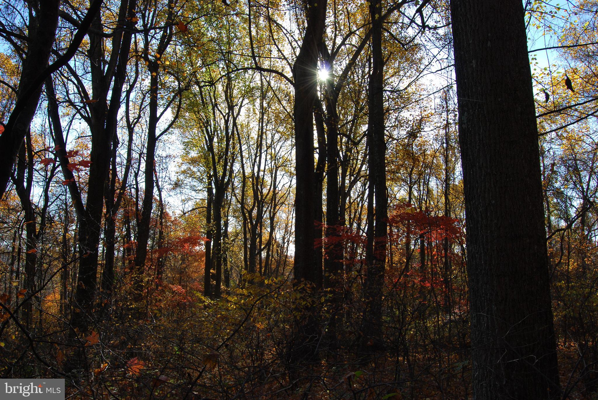 LOT C&D OFF PARISH DRIVE