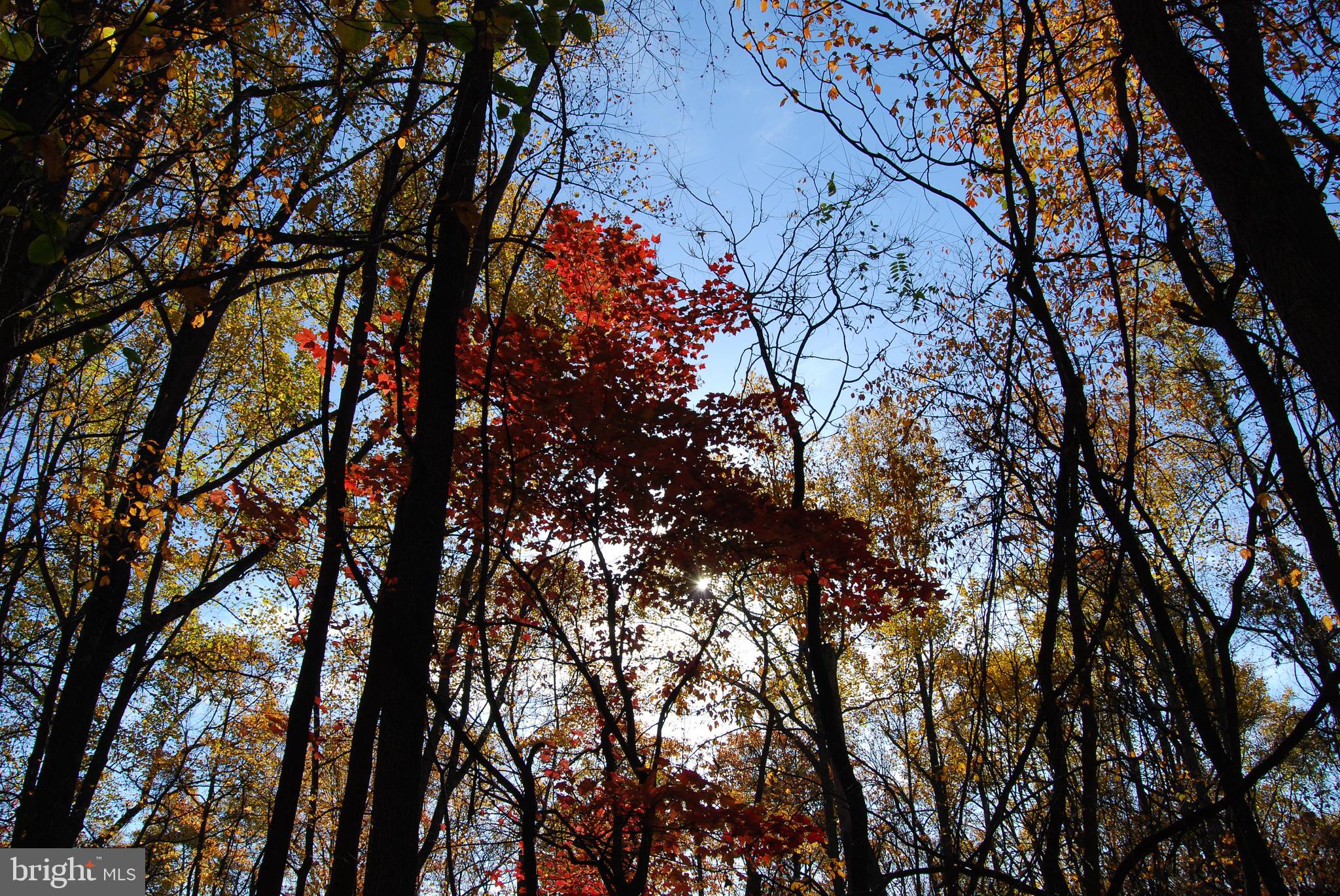 LOT C&D OFF PARISH DRIVE
