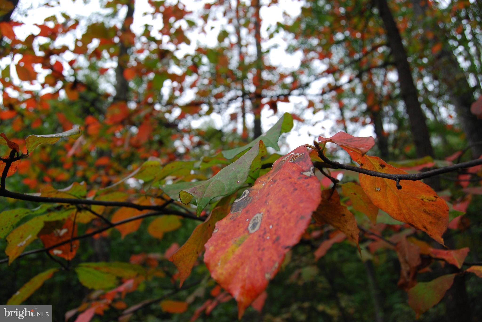 LOT C&D OFF PARISH DRIVE