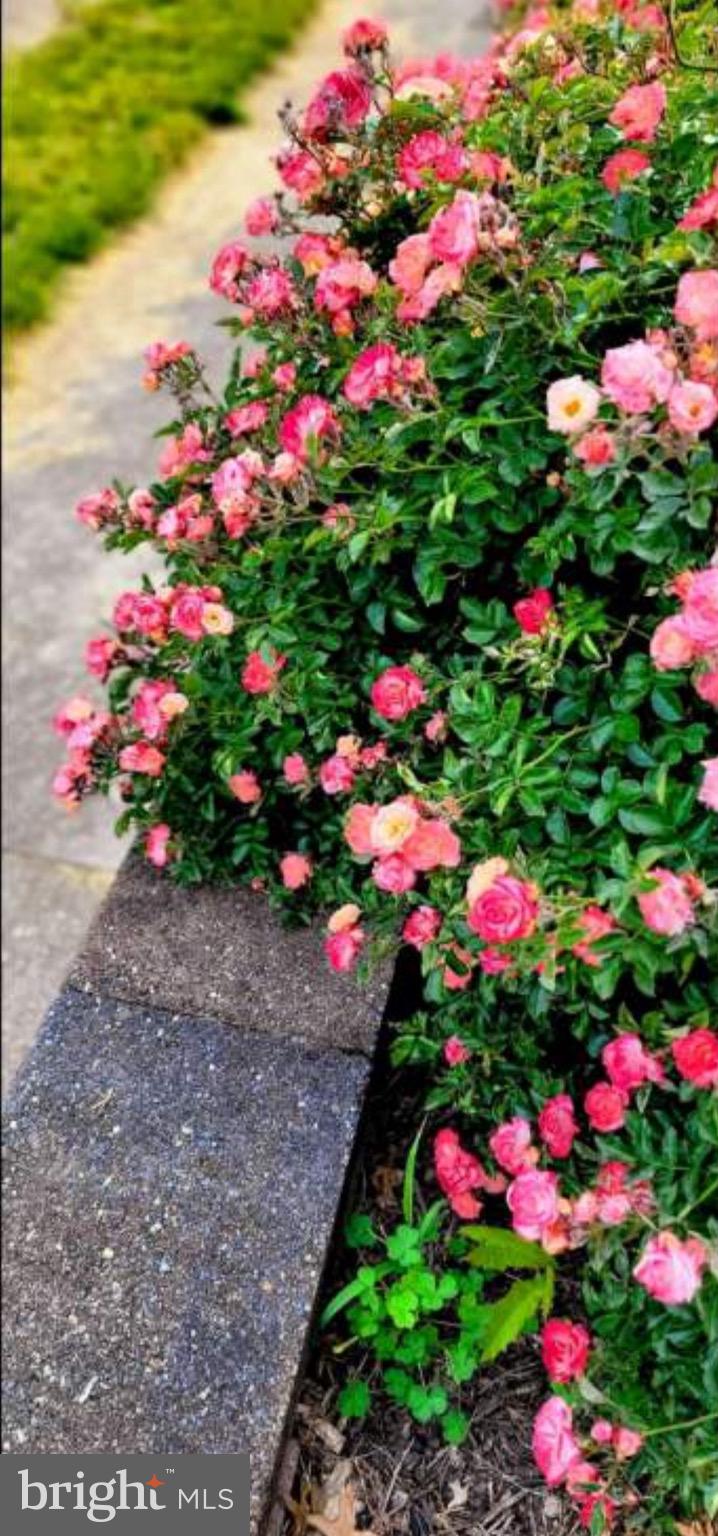 LANSDOWNE - Residential