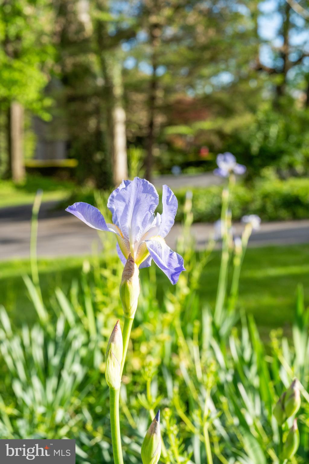 MANSION PARK - Residential
