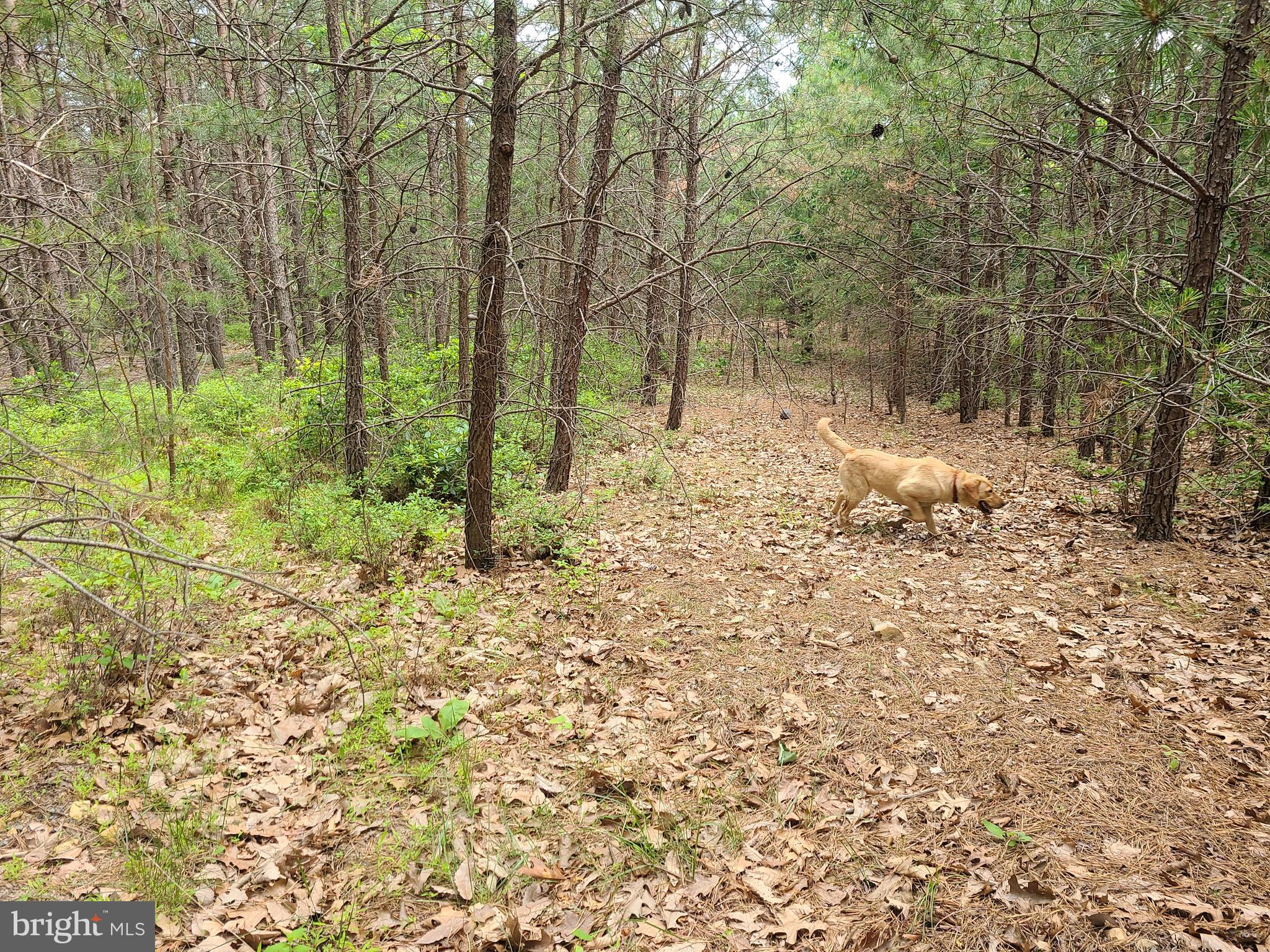 JUST 2 HRS FROM DC, THIS WOODED HIDEWAY IS MOSTLY LEVEL AND OFFERS THE OPTION OF CLEARING THE LAND FOR A SPECTACULAR VIEW OR LEAVING IT WOODED FOR PRIVACY! LOCATED IN BEAUTIFUL RIVER RIDGE AT THE END OF A CUL DE SAC FOR THE ULTIMATE IN SWEET PRIVACY! RIVER RIDGE HAS WIDE, WELL MAINTAINED ROADS MAKING ACCESS EASY! ENJOY BEAUTIFUL MOUNTAIN LAUREL EVERYWHERE!THE SURROUNDING AREA OFFERS FISHING, HUNTING, HIKING, FESTIVALS AND MORE!ELECTRIC TO THE PROPERTY AND GROUND HAS BEEN PERK TESTED.