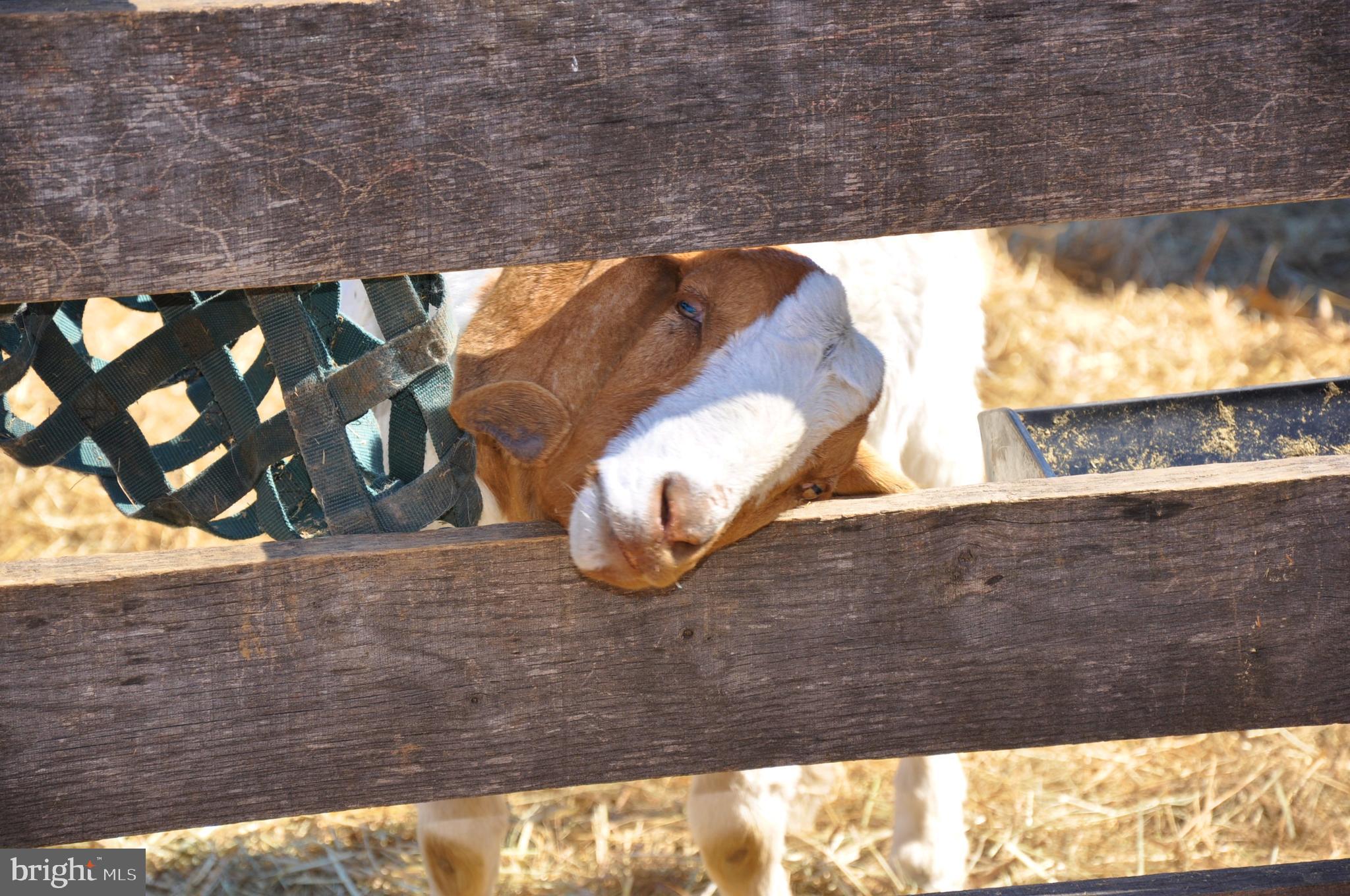 GLATFELTER STATION - Farm