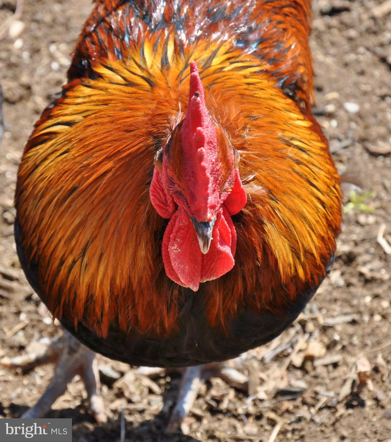 GLATFELTER STATION - Farm