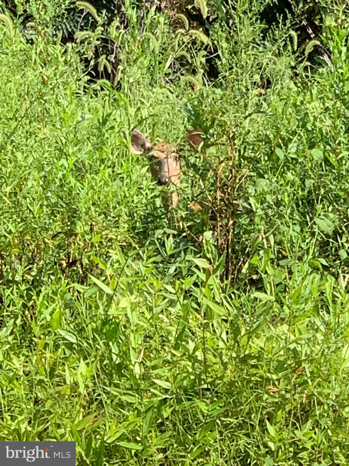 BLUFFS ON THE POTOMAC - Residential