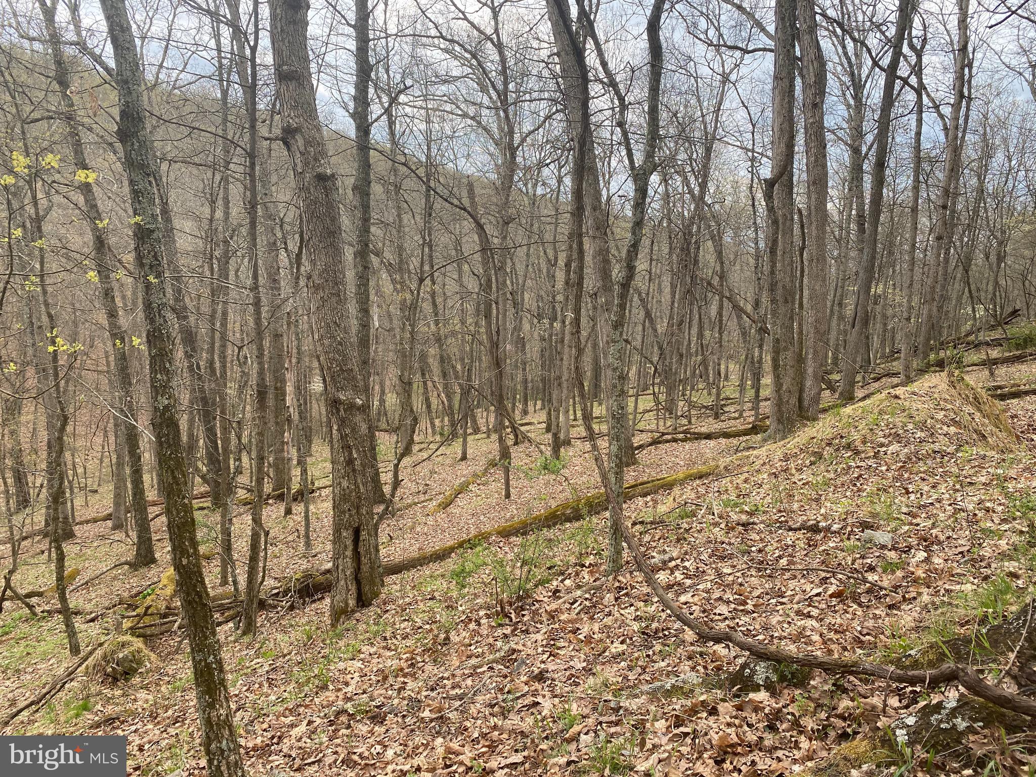 OLD FIELDS OWNER ASSOCIATION - Land