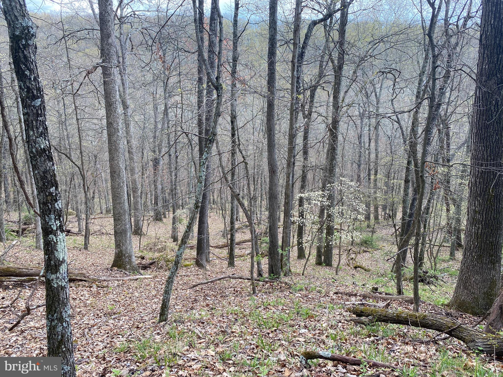 OLD FIELDS OWNER ASSOCIATION - Land