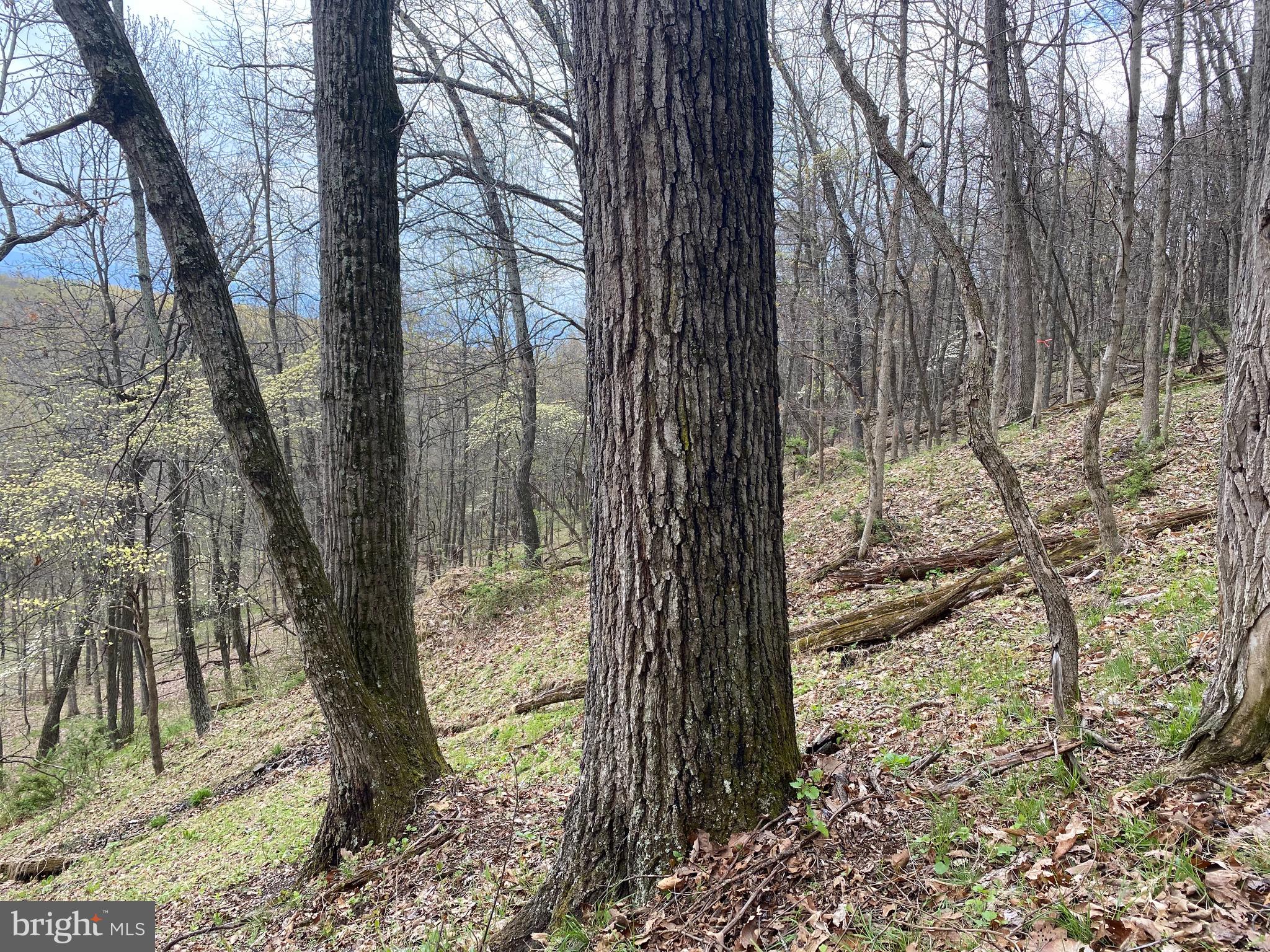 OLD FIELDS OWNER ASSOCIATION - Land