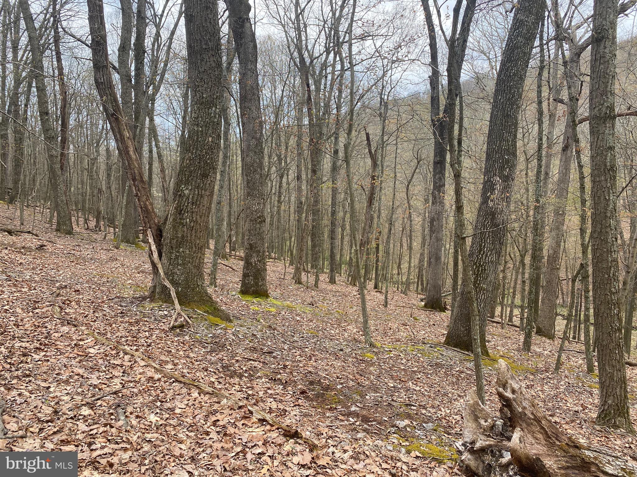 OLD FIELDS OWNER ASSOCIATION - Land