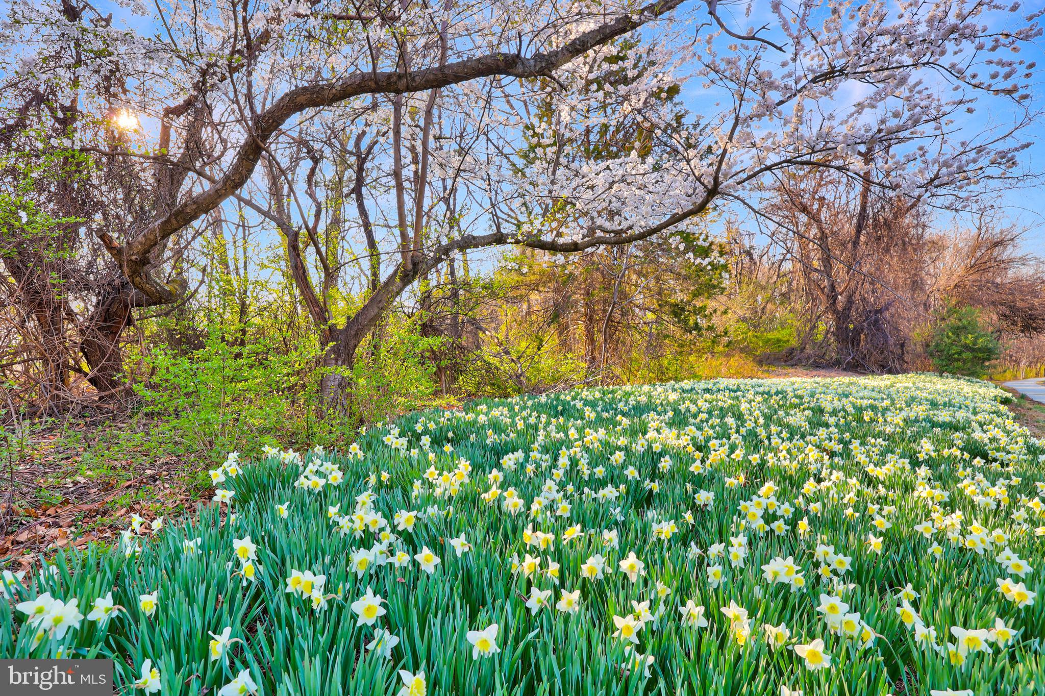 WESCOTT WOODS - Residential