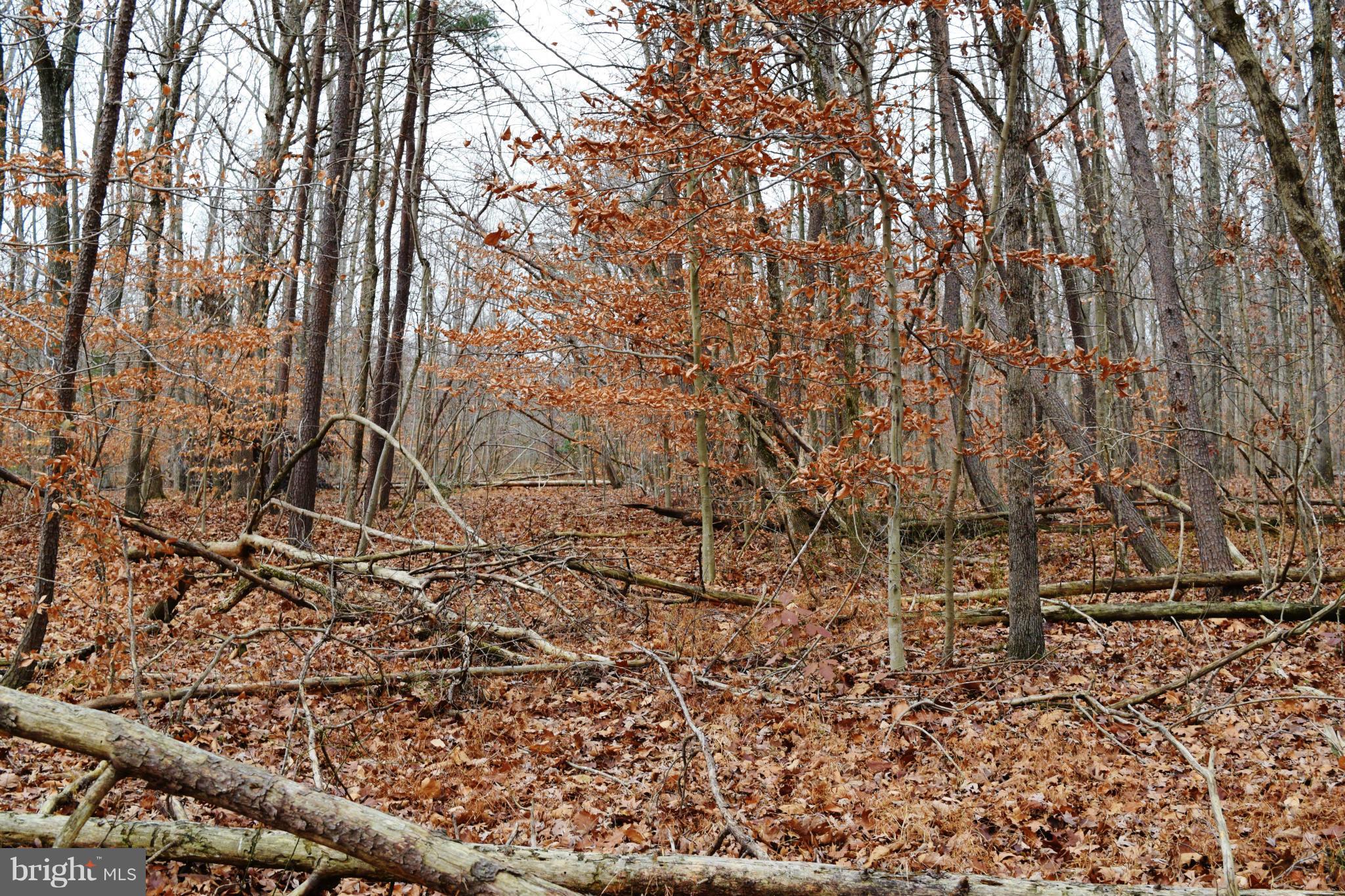 BRADDOCK WOODS - Land