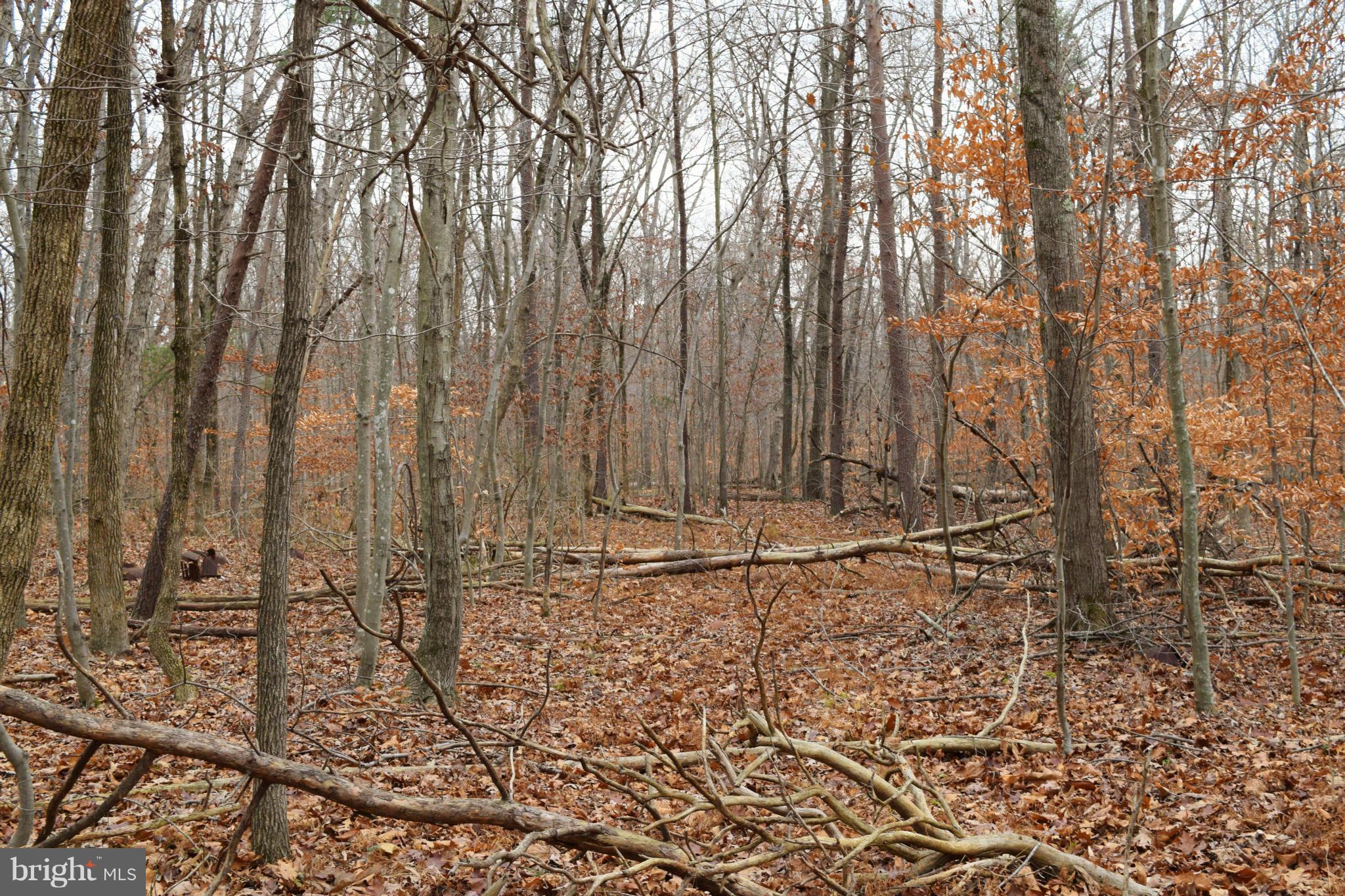 BRADDOCK WOODS - Land