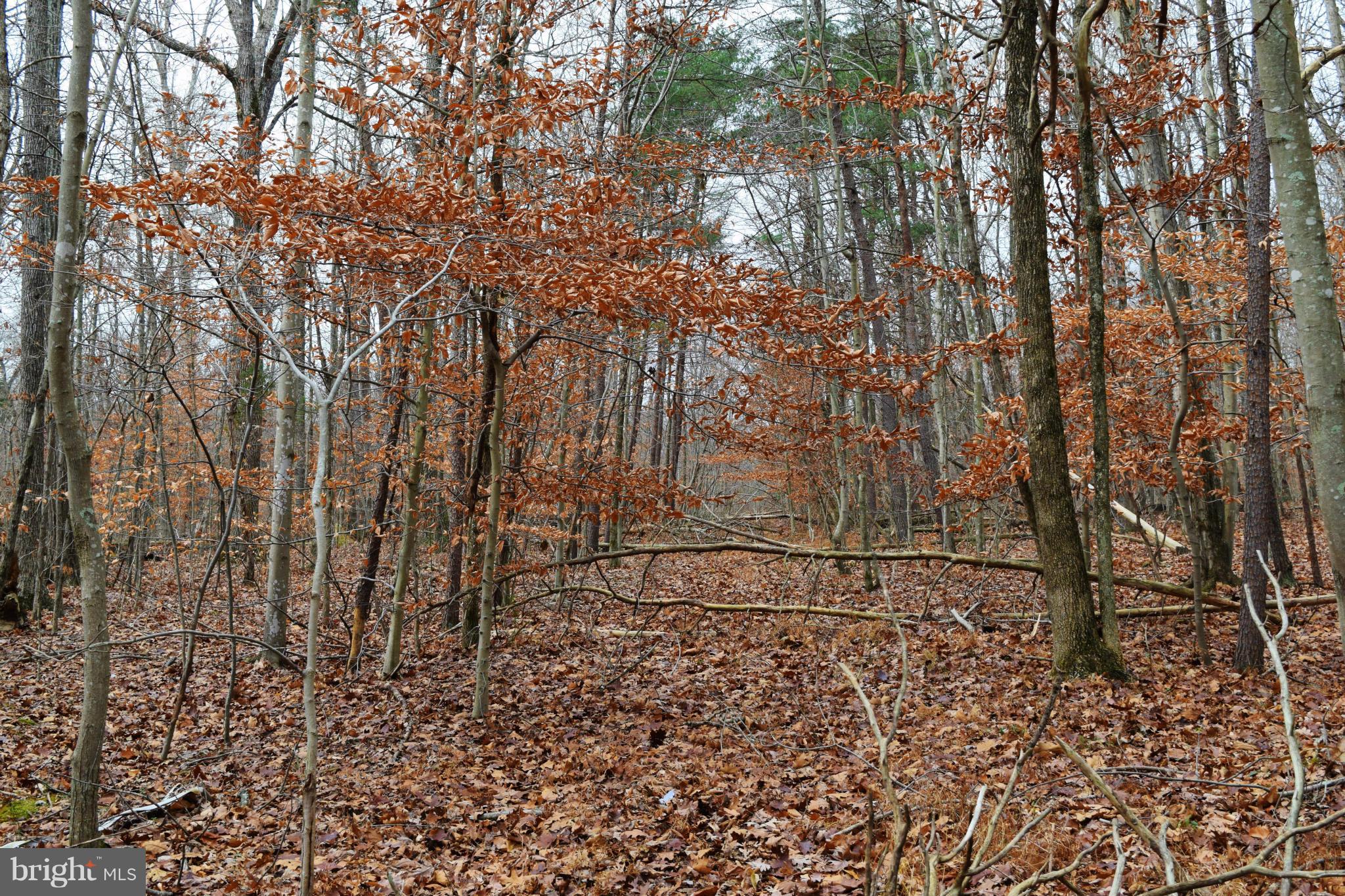 BRADDOCK WOODS - Land