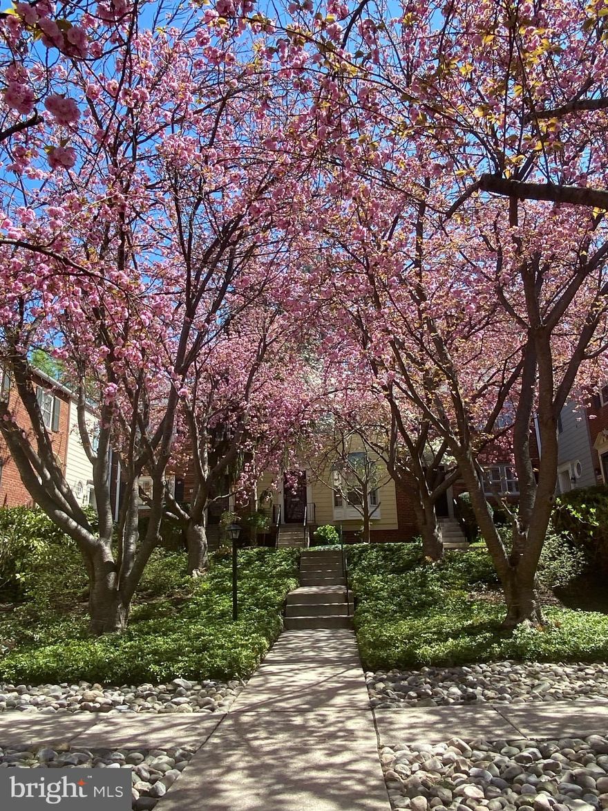 Oops - wasn't supposed to go on this morning - should be available tomorrow - Photos will be uploaded on tomorrow.   A true gem in the heart of Kenwood Forest! Tucked away in one of the community’s most charming courtyards, this spacious townhome features a sleek, updated kitchen and stylishly renovated bathrooms. The separate dining room flows seamlessly onto a large deck with peaceful views of the park—perfect for entertaining or unwinding. The cozy living room offers a wood-burning fireplace and custom built-ins for that warm, personal touch. Upstairs, enjoy three generous bedrooms, two modern bathrooms, gleaming hardwood floors, and a handy pull-down attic. Pet friendly, of course! All just steps from Norwood Park, the Bethesda pool, Capital Crescent Trail, and the vibrant shops, restaurants, and cinemas of downtown Bethesda.