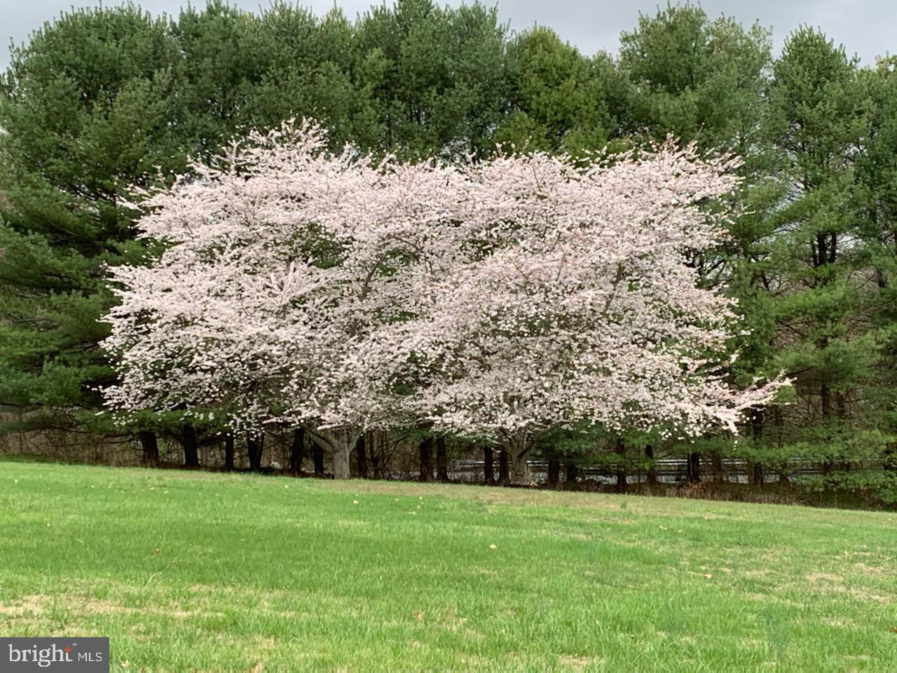 RUTH RODGERS - Residential