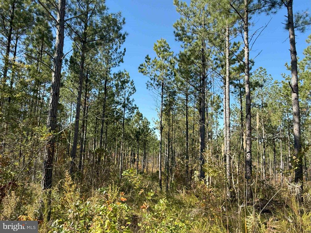 WOODFORK ROAD (RT. 650) (TRACT ROGERS-4)