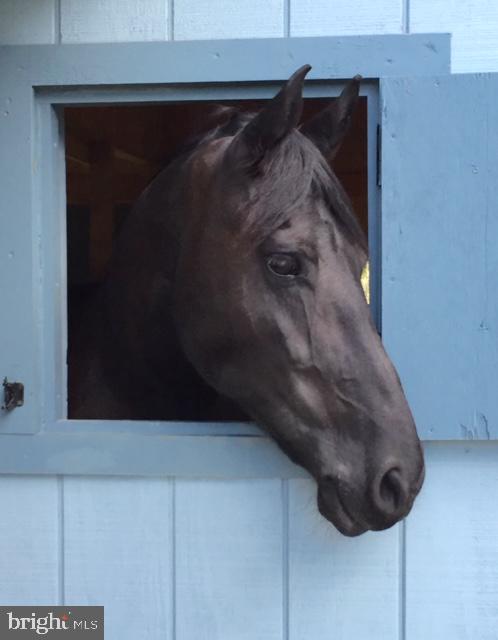 CHESTNUT HILLS - Residential