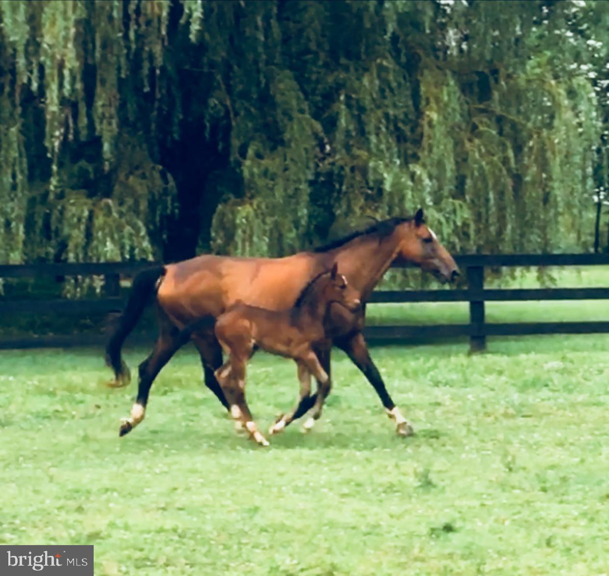 CHESTNUT HILLS - Residential