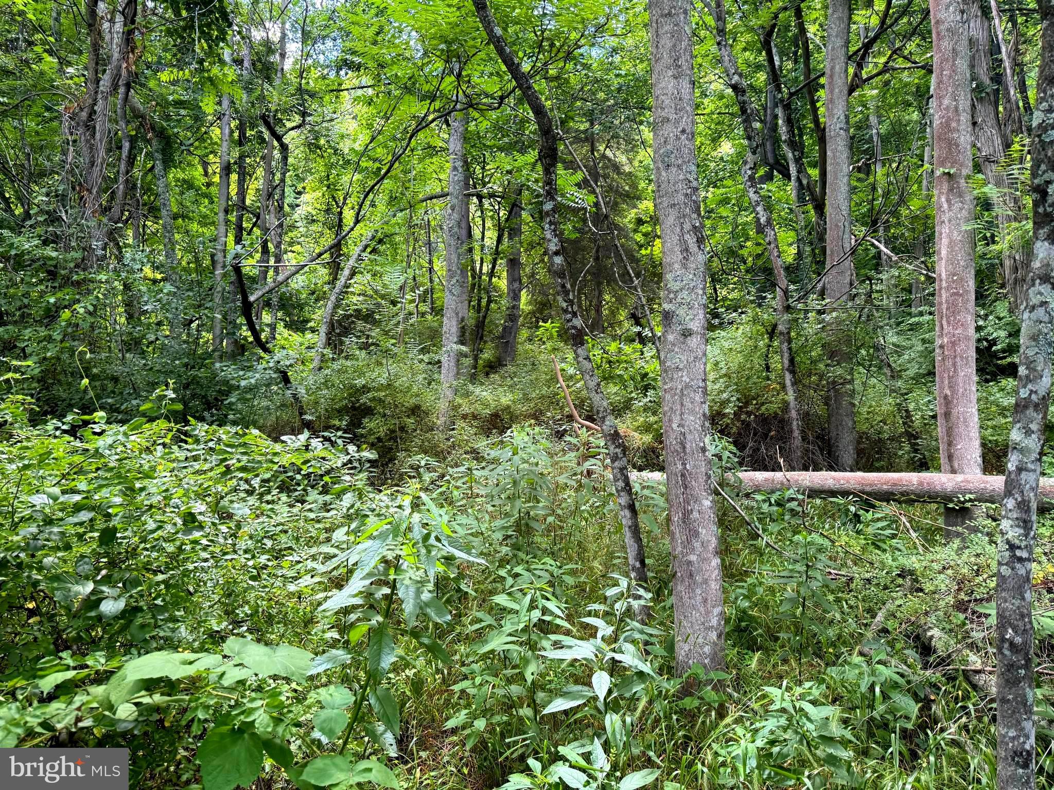 Discover the beauty of this piece of land, nestled in the heart of Hardy County. With a unique combination of dense woods and steep, rocky terrain, this property offers a rare opportunity for those seeking adventure. Embrace the rugged beauty and endless possibilities this piece of land has to offer. Whether you dream of a secluded mountain escape, an adventurous outdoor playground or a place to plant your roots. This property provides the perfect canvas to bring your vision to life. Don’t miss out on this extraordinary opportunity to own a slice of nature’s paradise!