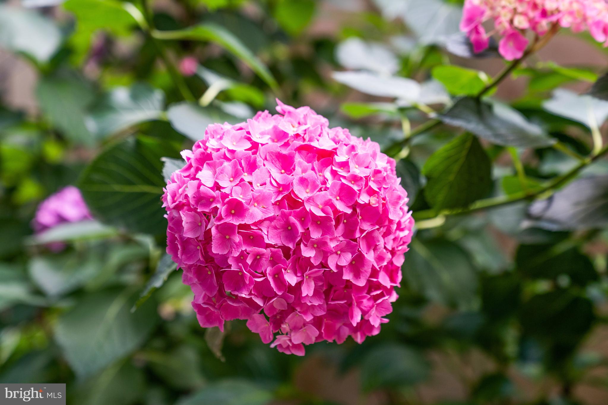 CHAIN BRIDGE - Residential