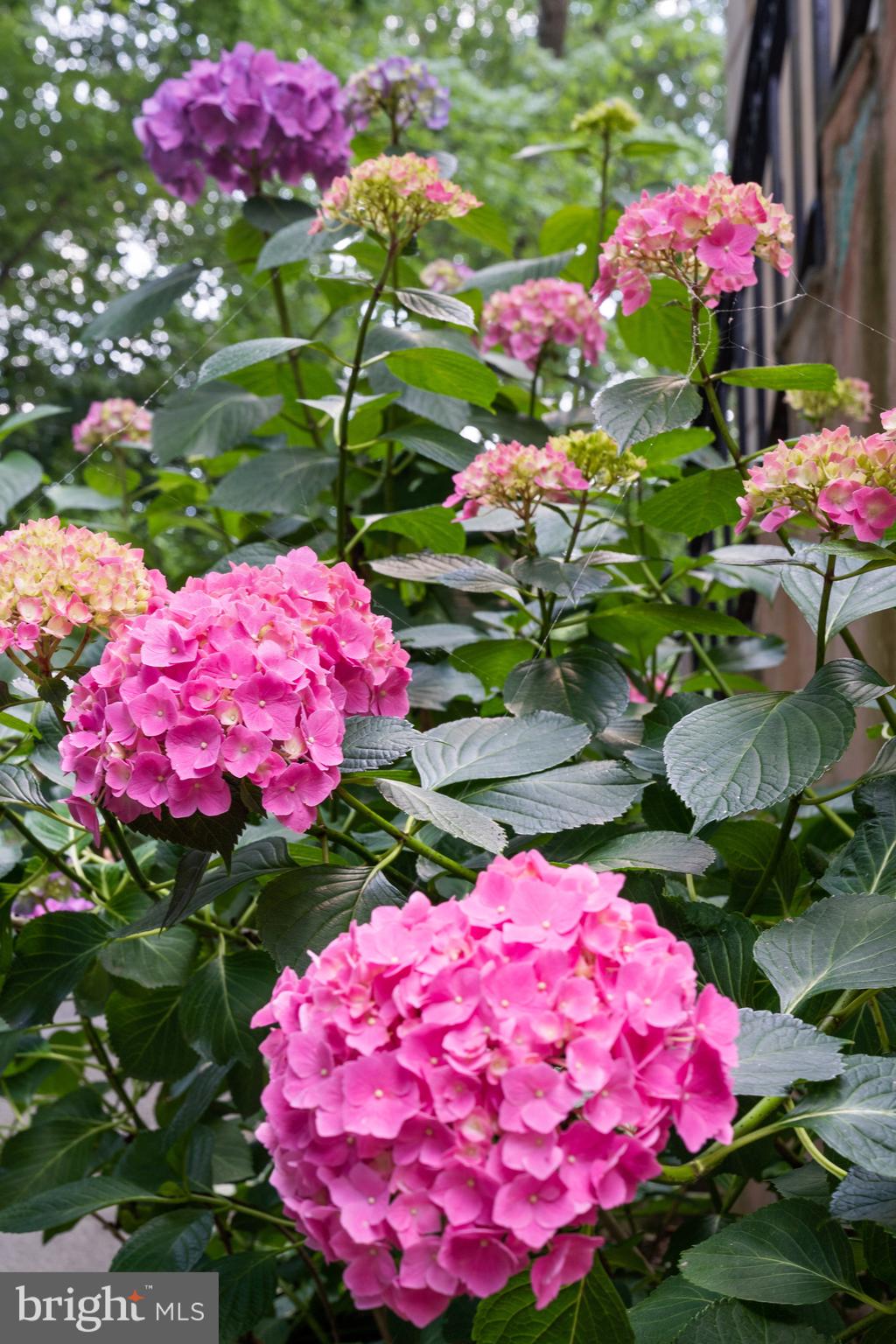 CHAIN BRIDGE - Residential