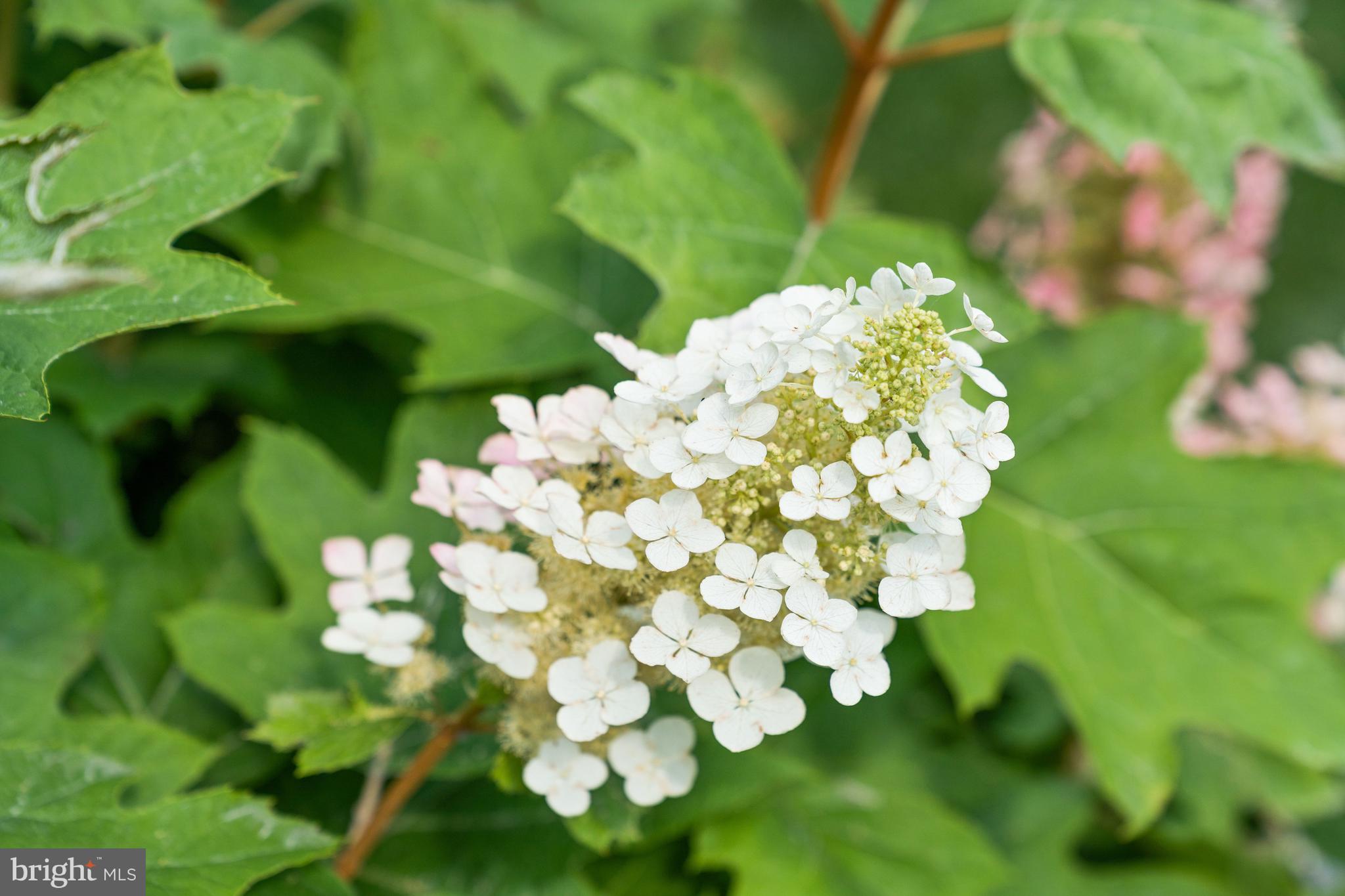 CHAIN BRIDGE - Residential