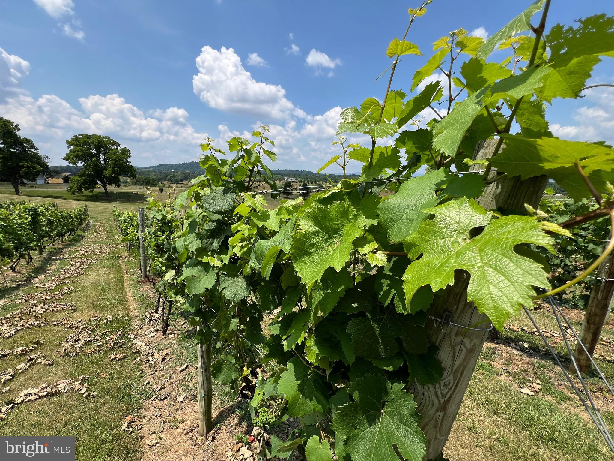 NONE AVAILABLE - Farm