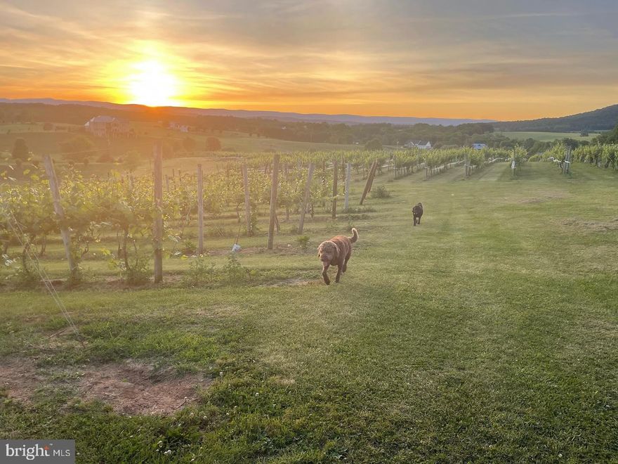 PRICE REDUCED! Winery, vineyard,  and land. Opportunity for winery/agribusiness, events, and/or family compound. Additional buildings are allowed. Become the owner of this quintessential Shenandoah Valley winery property located in the picturesque Shenandoah County. This winery and vineyard property is in the famous Shenandoah AVA, known for its superior terroir. Third Hill at DeMello Vineyards wines are produced from their six (6) acre vineyard and have been carefully cared for ever since by the owners. Their flagship tasting room building, which includes the winery production area, is 3 stories tall and in pristine condition, ripe for adding events, converting into a B&B, or additional housing. The tasting room building is handcrafted using wood from the Shenandoah Valley region. Close to the tasting room is a covered 16x24 pavilion equipped with electric for music and outdoor seating. The owners have slowed down and now, want to retire. The property has beautiful views of the Allegheny Mountains, and it is named after the historic Third Hill, a historic landmark used as a signal station in the Civil War. It is a short distance from Washington, D.C, Northern VA, and Maryland. The owners have set up a perfect foundation for the next owner to build upon. The offering consists of one parcels spanning about 11 acres consisting of vineyards, rolling hills, woodlands, open land, and lovely landscaping. The three-story open layout winery building (4800 sf) contains the tasting room, office, small kitchen, loft, and full production basement. There is an attached shed for additional storage. The 6-acre meticulously cared-for vineyard consists of Vidal Blanc, Riesling, Petit Pearl, Cabernet Franc, Petit Verdot, and Cabernet Sauvignon and yields about 2-3 tons per acre resulting in about 1000 cases per year.  This winery sits remarkably close to the Shenandoah Caverns, the famous Route 11, historic Civil War sites, and the Shenandoah River making this a very popular tourist destination. Do not miss the chance to own a lovely, picturesque Shenandoah AVA winery. 
Additional information and private tours available upon the execution of a Non-Disclosure Agreement and a verifiable Proof of Funds from a recognized financial institution.