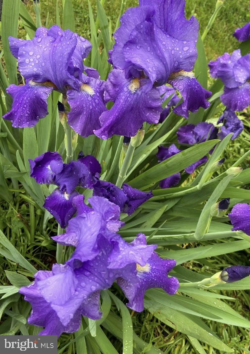 BUCKINGHAM SPRINGS - Residential