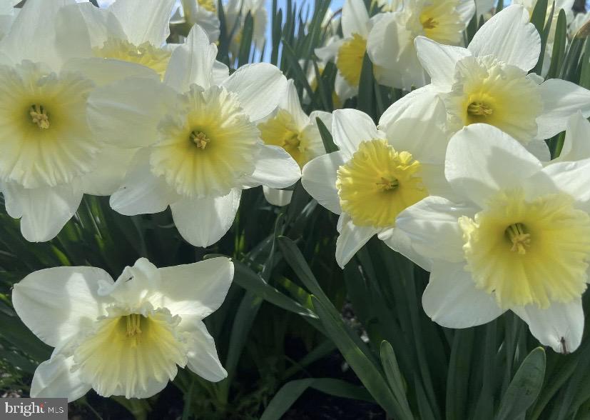 BUCKINGHAM SPRINGS - Residential