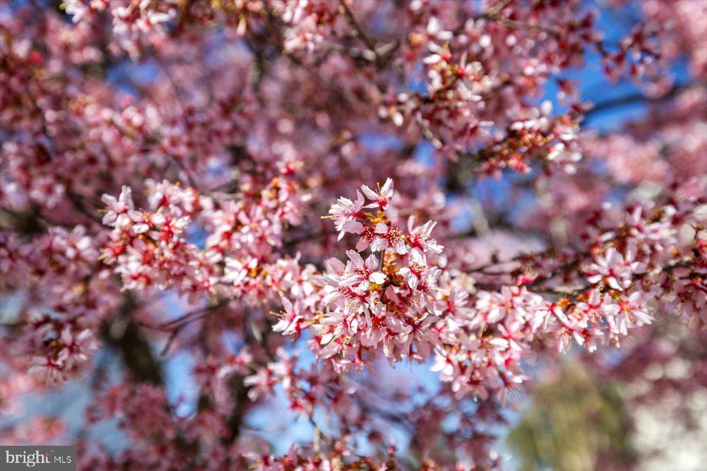 STRATFORD PLACE - Residential