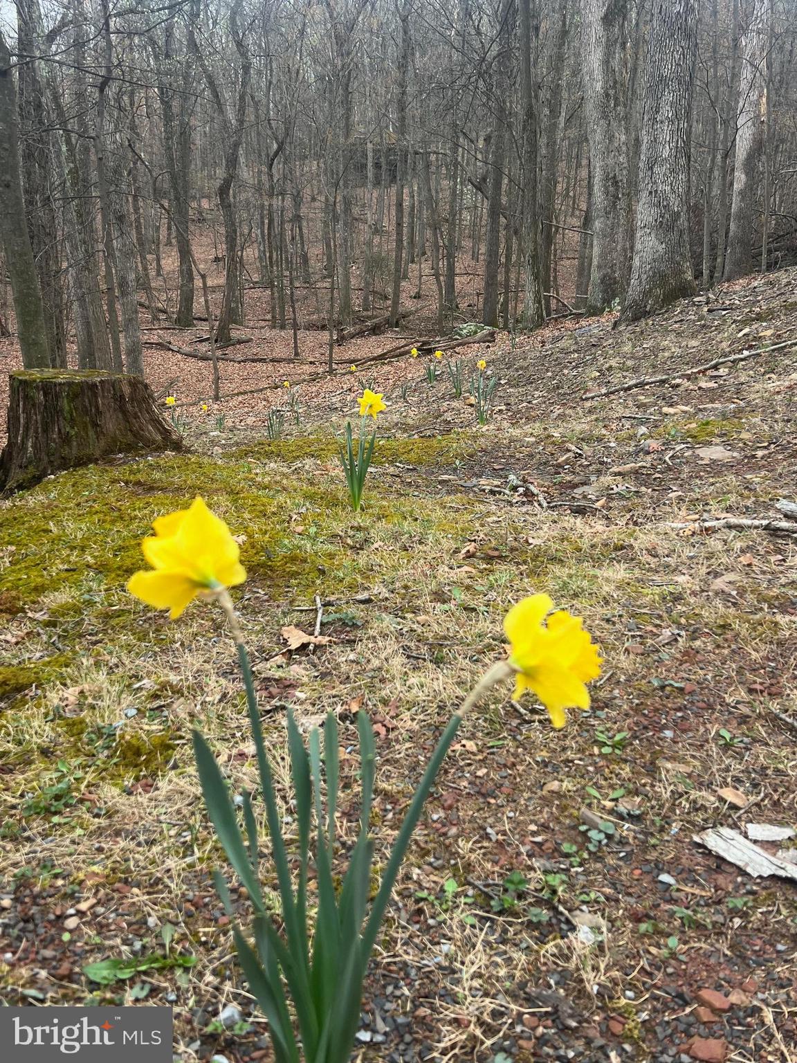 THE WOODS - Residential