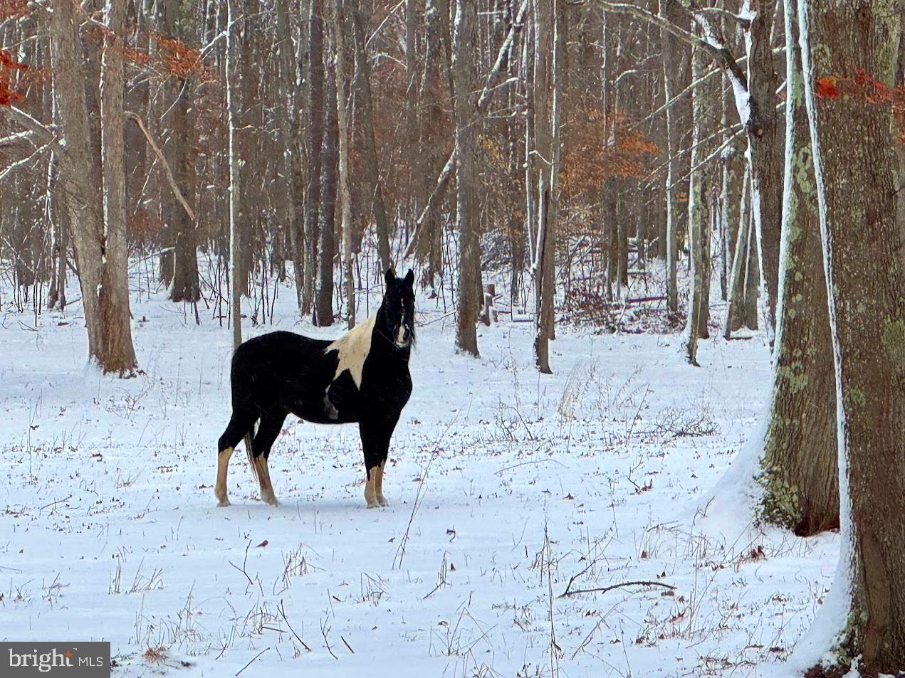 BACKBONE MOUNTAIN - Residential