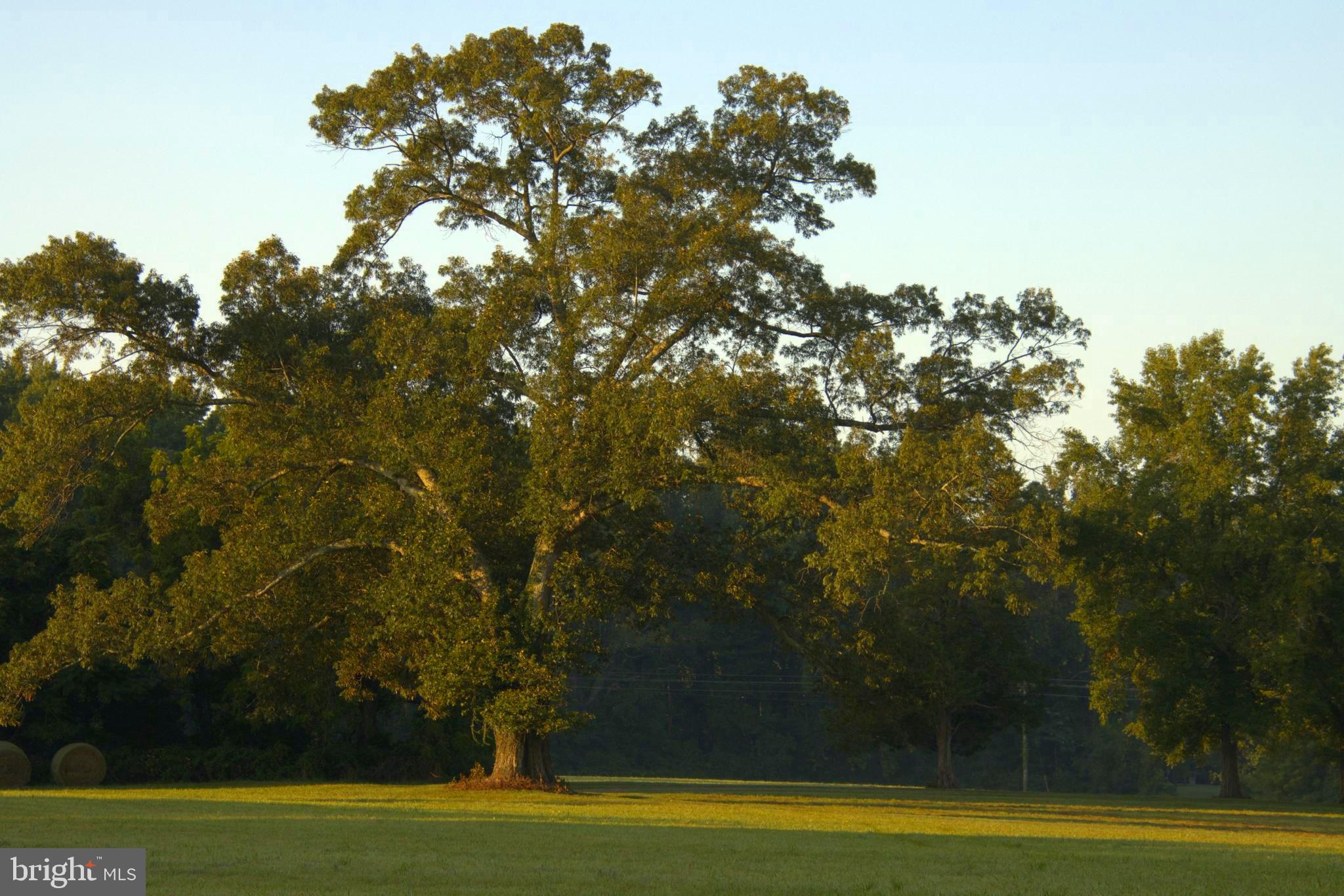 NONE  NO HOA - Residential